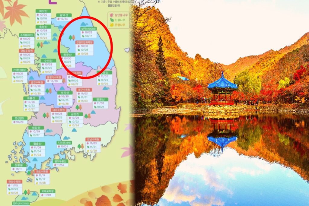 "2023년 가을 단풍 지도, 떴다" .. 올 해 가을 단풍여행, 이대로 즐기세요 1 가을 단풍여행