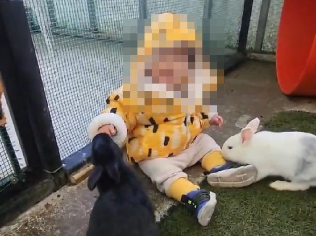 토끼