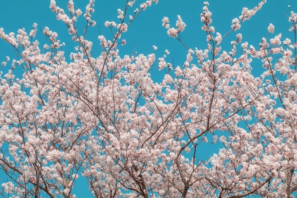 벚꽃