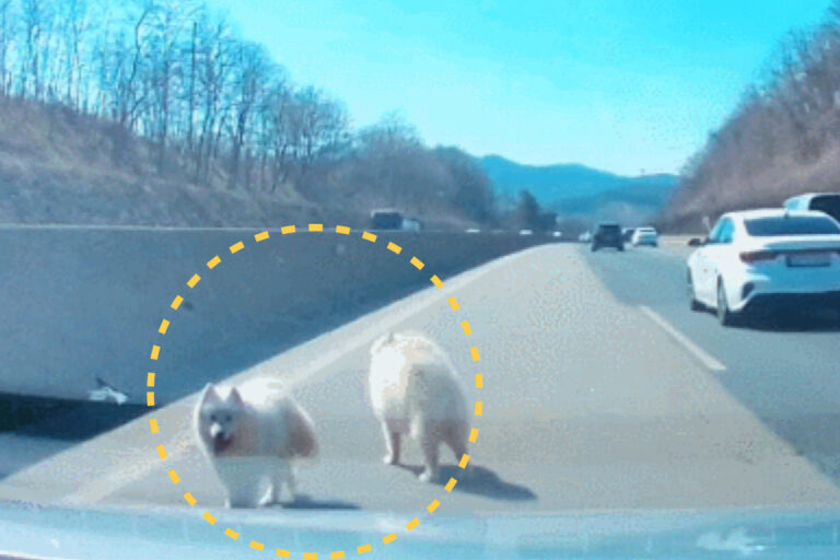 고속도로 반려견