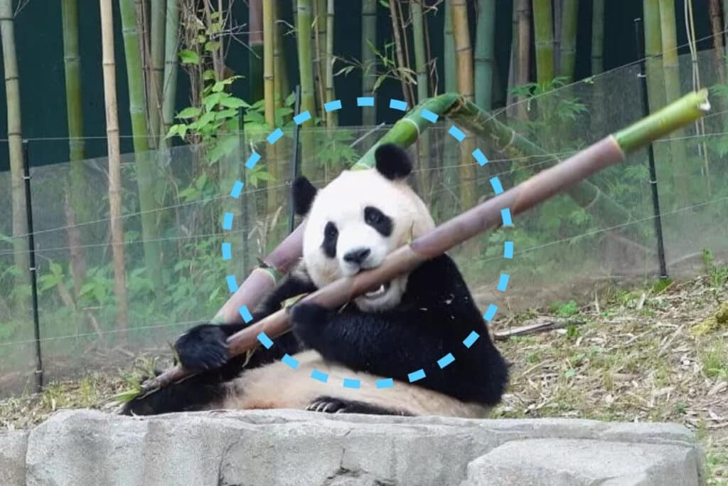 푸바오