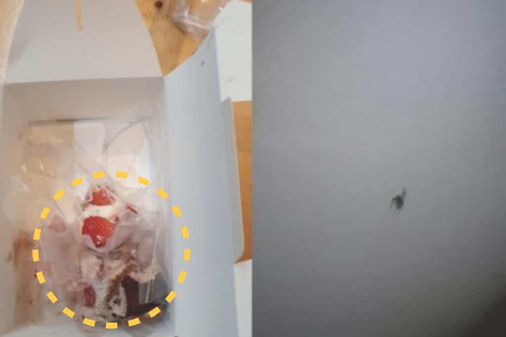 "벌레 나왔다 항의해서 환불해줬는데"..돌아온 케익 상자 보고 뒷목잡은 자영업자 1 벌레