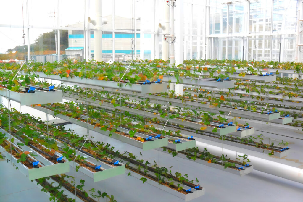 한국 기술이 세계 최초? “여기도 와주세요”…바다 건너 굴러온 돈뭉치에 '깜짝' 3 GreenPlus Australia wins large order (3)