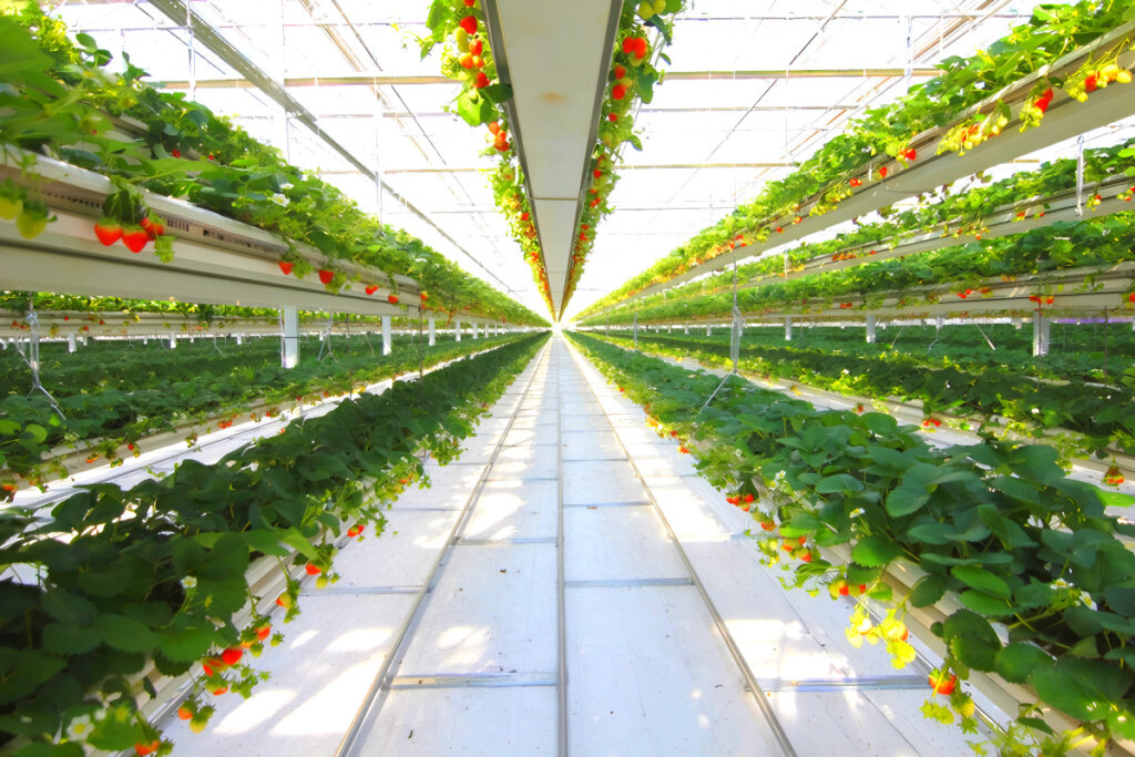 한국 기술이 세계 최초? “여기도 와주세요”…바다 건너 굴러온 돈뭉치에 '깜짝' 5 GreenPlus Australia wins large order (5)