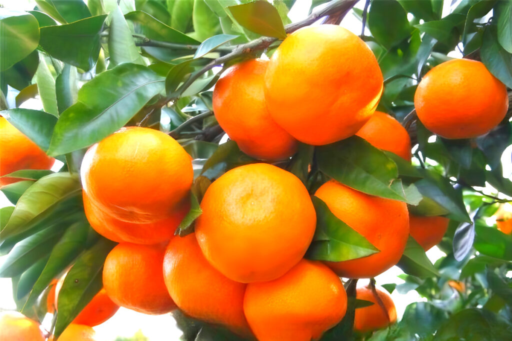 지금 아니면 먹기 힘든데 "갑자기 이러면 어떡하라고"…서민들 '한숨' 3 Winter fruit price spikes (3)