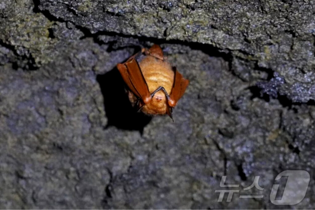 황금박쥐상 230억 가치 급등