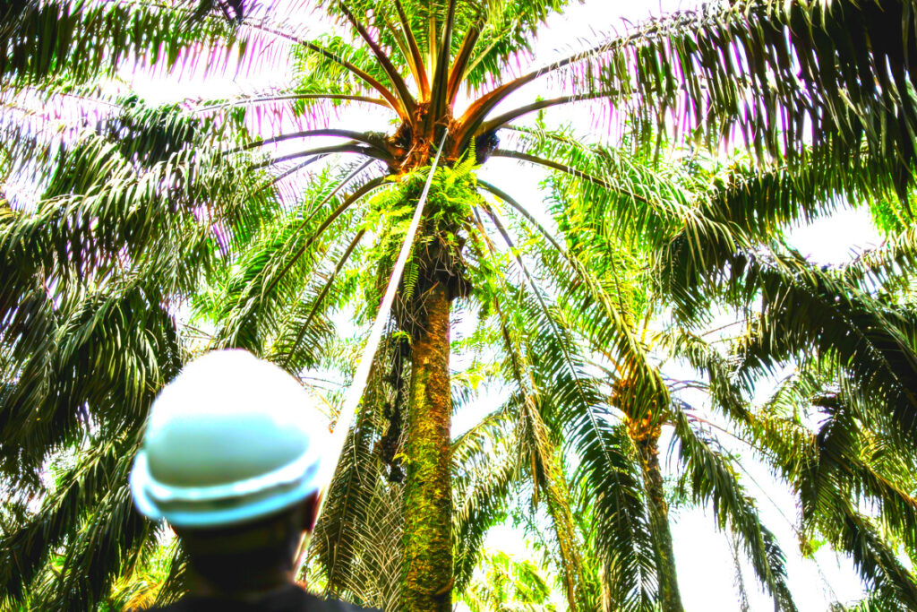 국민 생활 필수품인데 "좋은 시절 다 갔다"…바다 건너 들려온 소식에 '맙소사' 1 Palm oil prices continue to rise