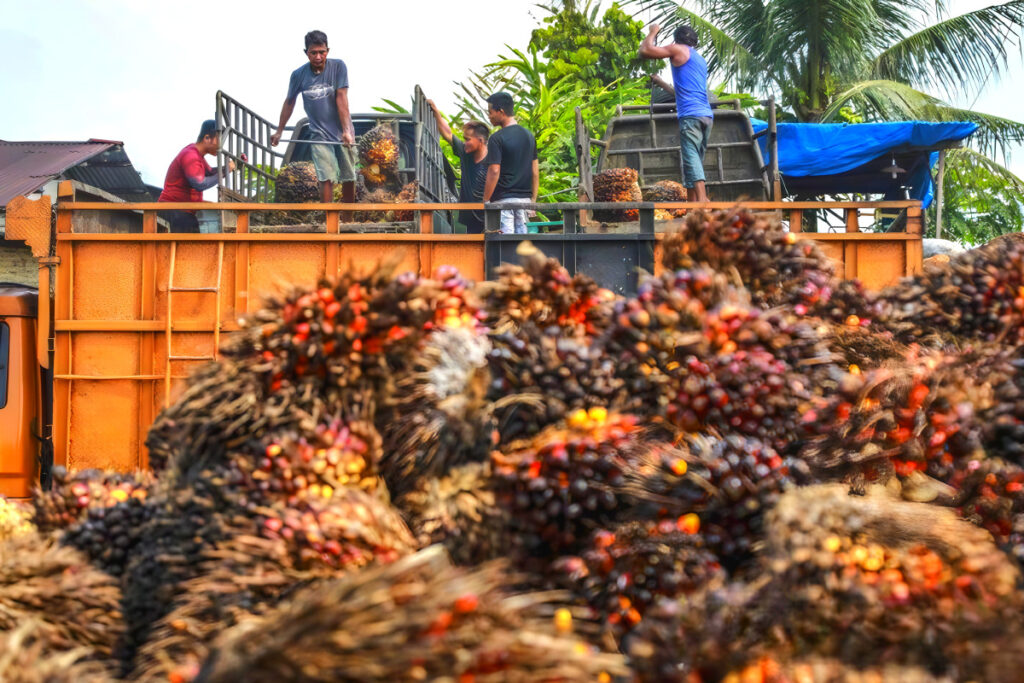 국민 생활 필수품인데 "좋은 시절 다 갔다"…바다 건너 들려온 소식에 '맙소사' 2 Palm oil prices continue to rise (2)