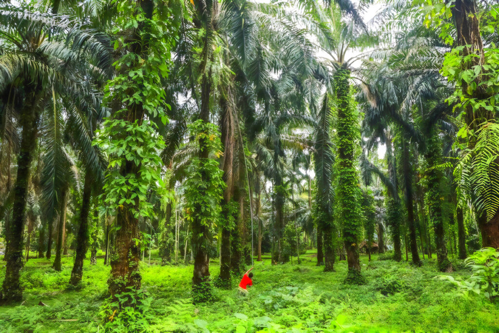 국민 생활 필수품인데 "좋은 시절 다 갔다"…바다 건너 들려온 소식에 '맙소사' 4 Palm oil prices continue to rise (4)