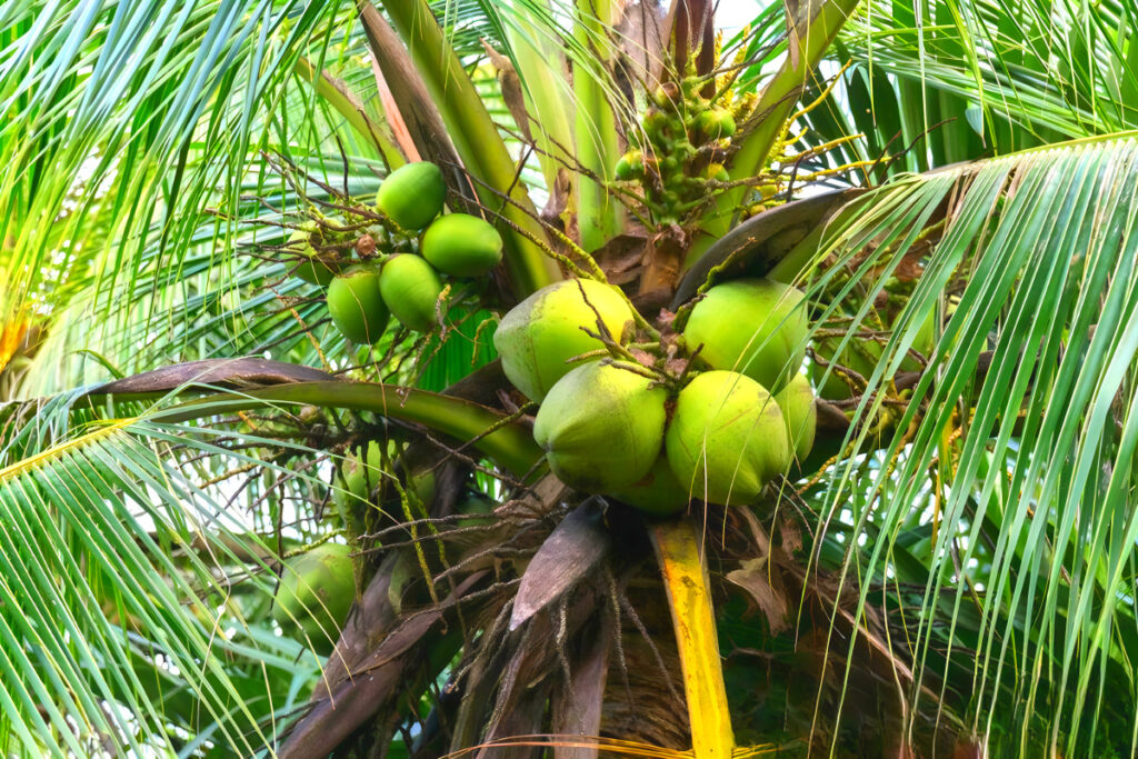 국민 생활 필수품인데 "좋은 시절 다 갔다"…바다 건너 들려온 소식에 '맙소사' 5 Palm oil prices continue to rise (5)