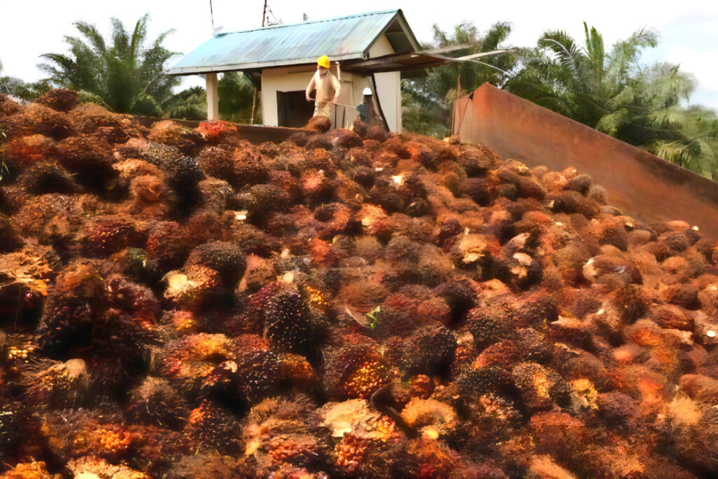 국민 생활 필수품인데 "좋은 시절 다 갔다"…바다 건너 들려온 소식에 '맙소사' 6 Palm oil prices continue to rise (6)