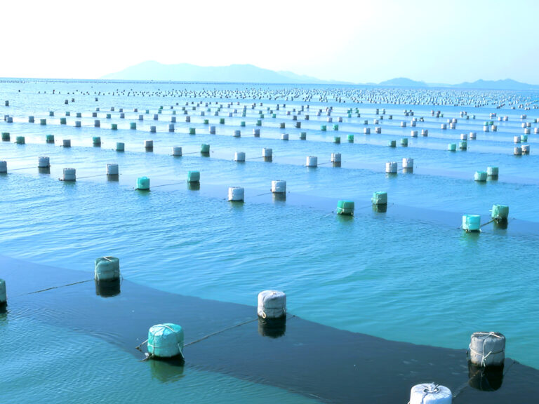 한국산 냉동 굴 리콜