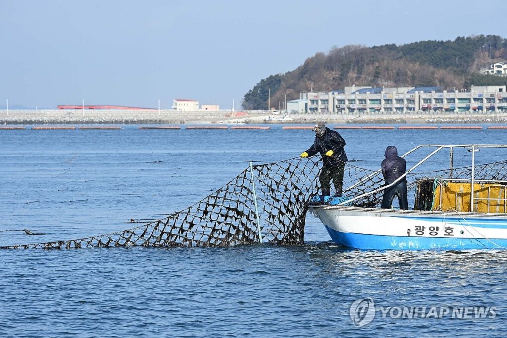 한국만 조용히 먹어야했는데 "세계인들 흠뻑 빠져들었다"…이제 '어쩌나' 4 한국 김 수출 증가