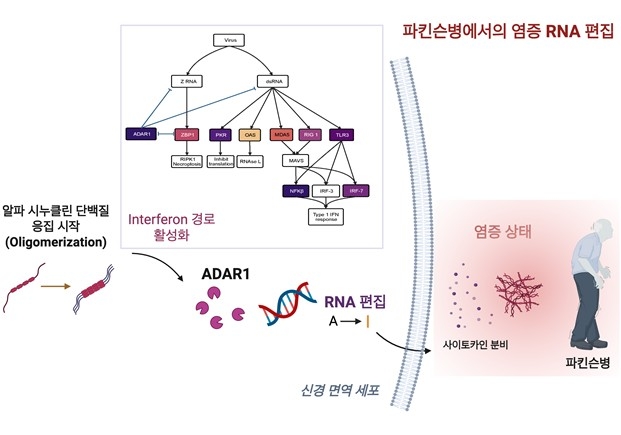 "환갑 넘은 한국인 특히 위험하다더니"…위험 7배 높이는 '단서' 찾았다, 뭐길래? 2 파킨슨병 치료 연구