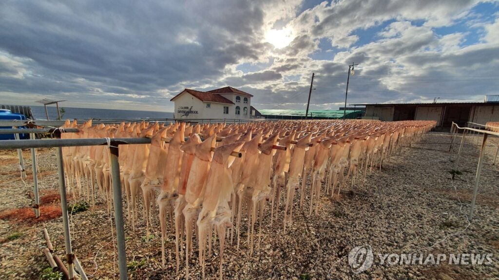 좀 있으면 제철인데 "싹 사라져 못 먹는다?"…초비상 상황, 대체 무슨 일? 2 오징어