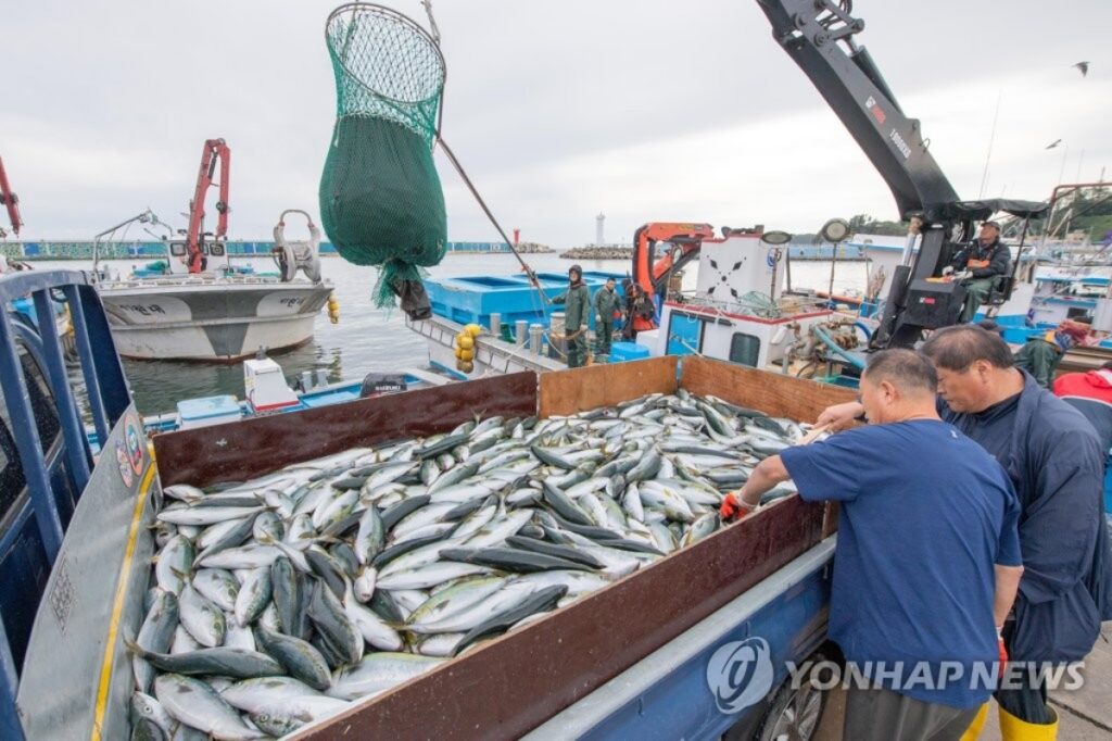 좀 있으면 제철인데 "싹 사라져 못 먹는다?"…초비상 상황, 대체 무슨 일? 5 오징어