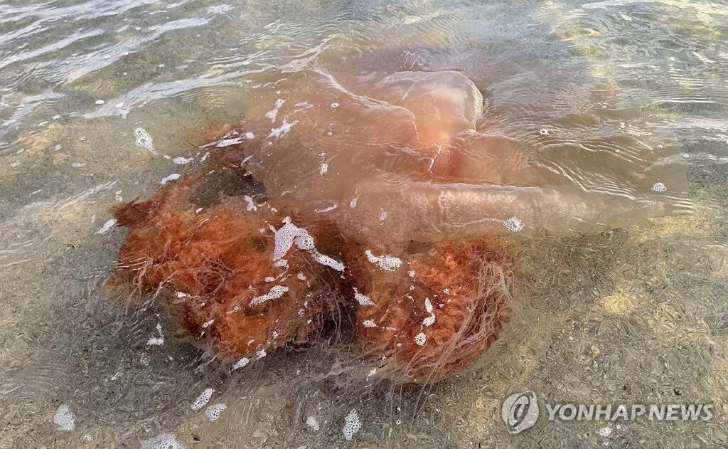 날씨 더워지더니 “터질게 터졌다”…해수욕 즐기다가 ‘날벼락’ 2 해수욕장 해파리 경고등