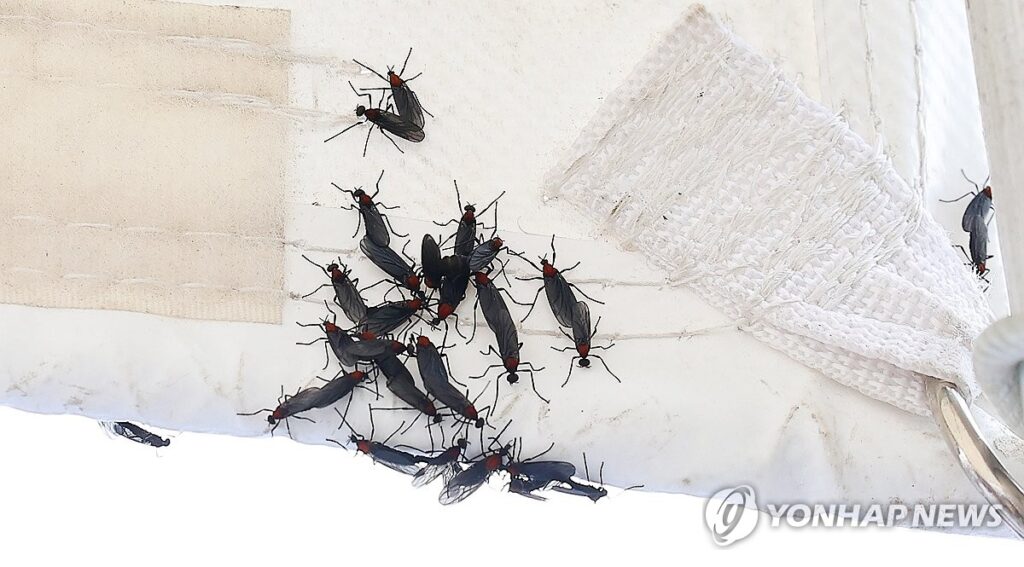 중국서 넘어왔다는 '이것' "부산에 20마리 풀어놨다?"…사람들 '아연실색' 3 러브버그 방생 처벌