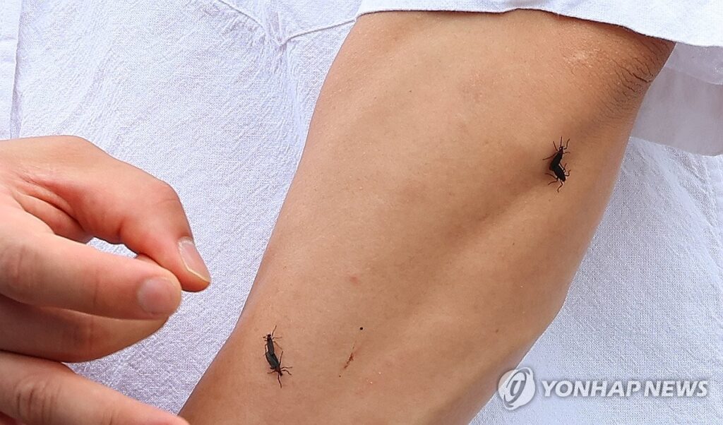중국서 넘어왔다는 '이것' "부산에 20마리 풀어놨다?"…사람들 '아연실색' 2 러브버그 방생 처벌