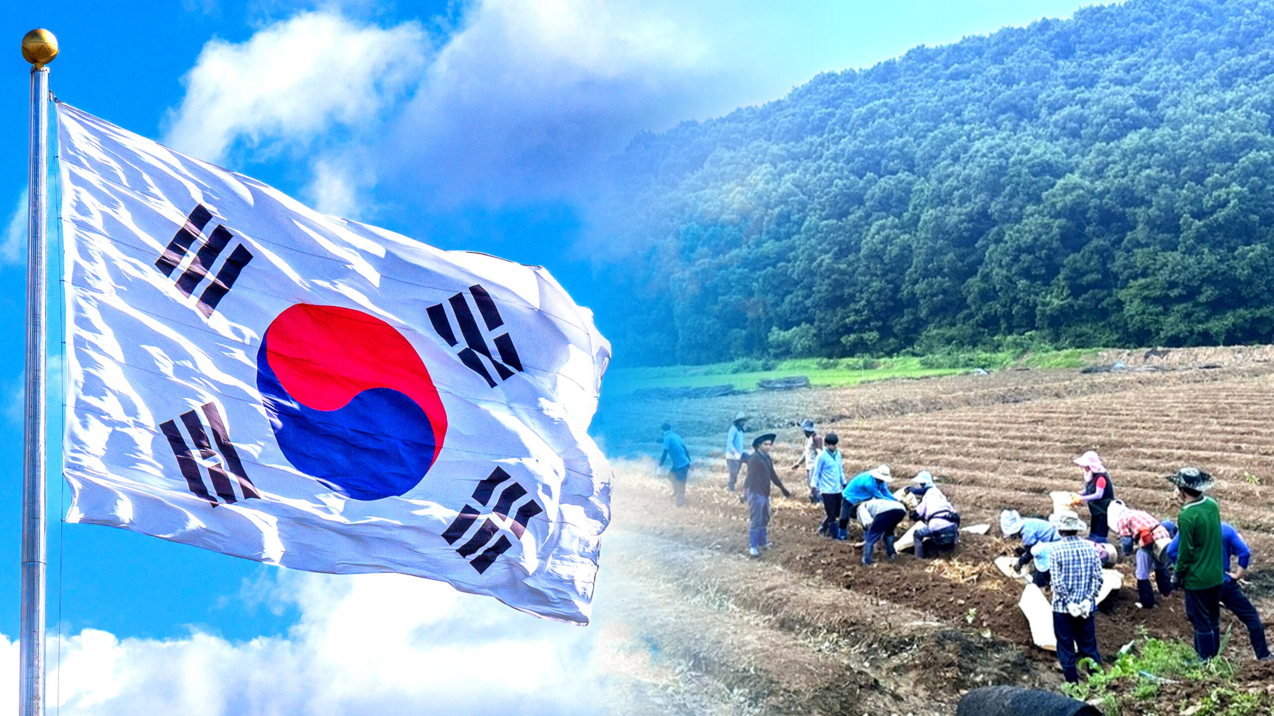 인삼 북미 시장 성장