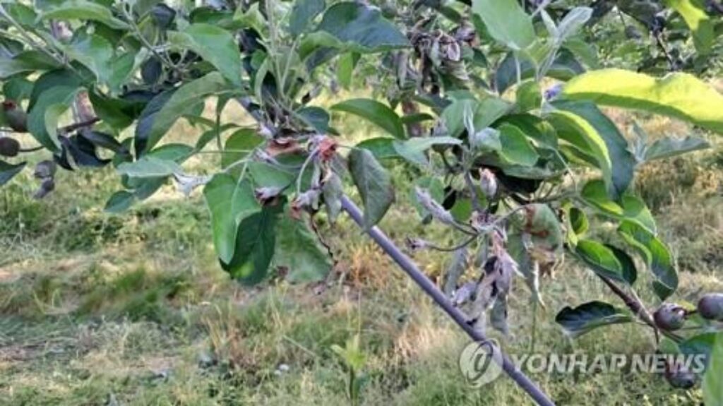 사과