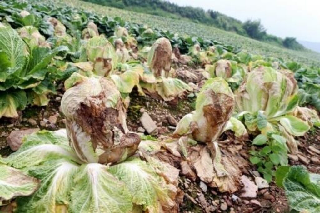 지금이 한창 제철인데 "이제 못 먹겠네”…심상치 않은 상황에 서민들 '눈물' 2 물가