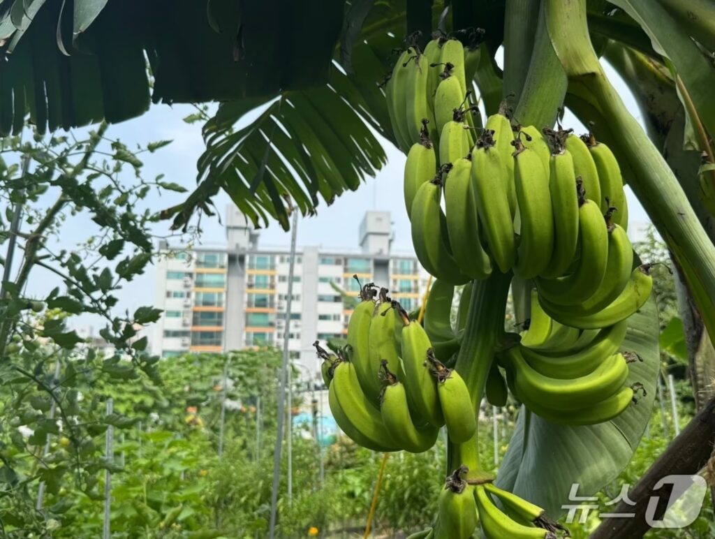 이상기후