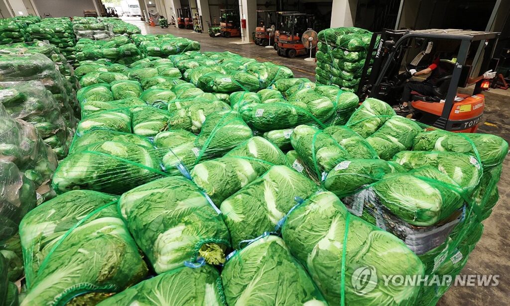 폭염 배추 가격 급등