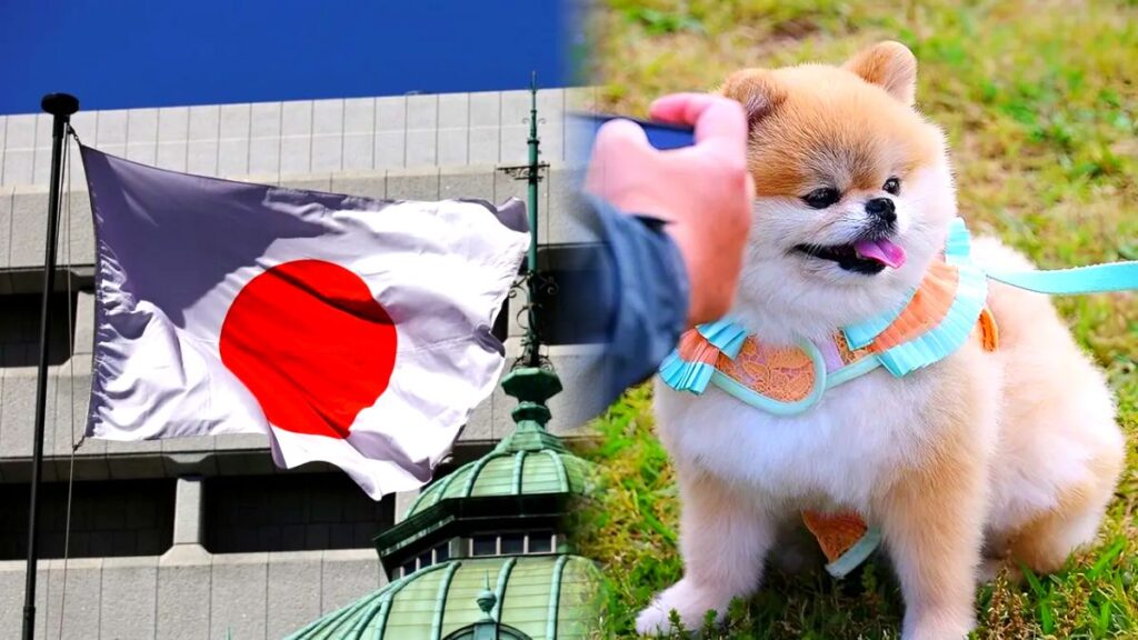 반려동물 심장 수술