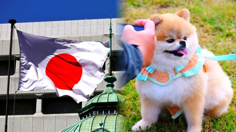 반려동물 심장 수술