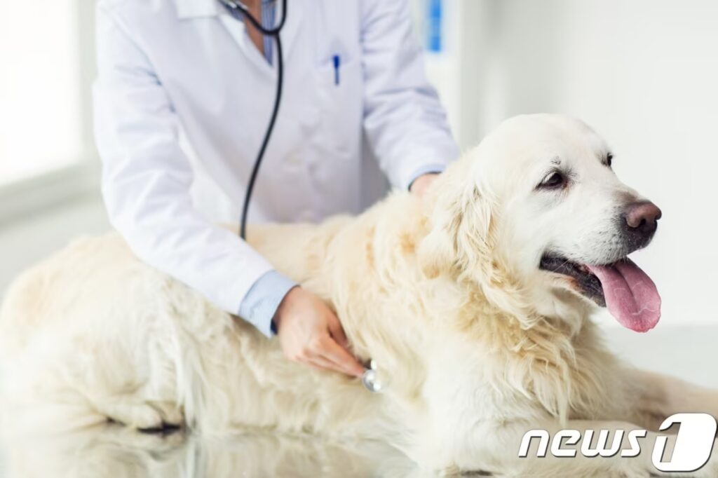 "이제 일본 갈 필요 없다"…5년 만에 이뤄낸 기적 같은 변화, 韓 업계 '웃음꽃' 2 반려동물