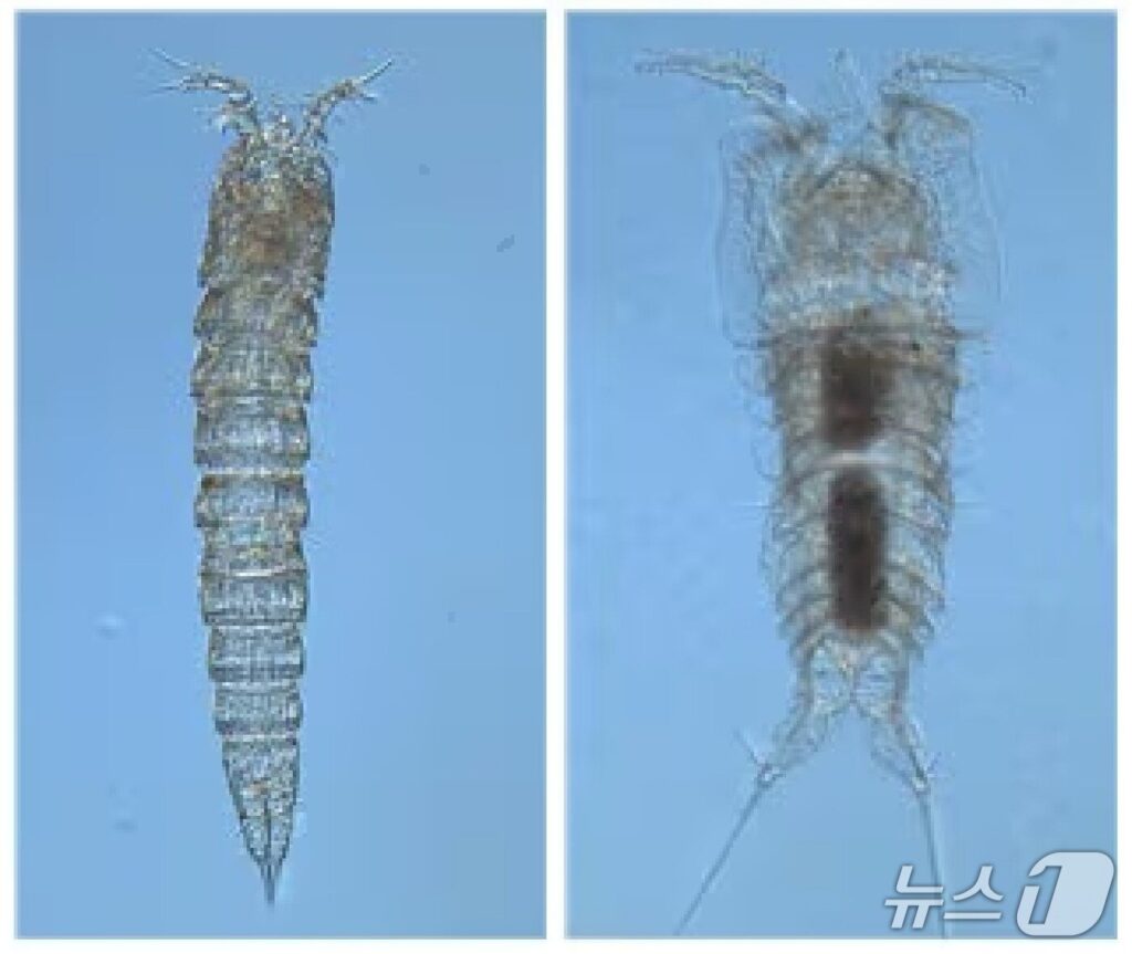 "인류 역사상 최초?", "수십년만의 대발견"…독도 심해에 '이것' 포착되자, 전세계 '발칵' 2 독도 요각류 발견