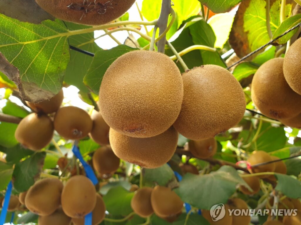"드디어 한국이 해냈다", "수입국에서 수출국으로"…수백톤 팔더니 '초대박' 2 키위 한국 수출