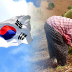 충주사과 해외 인기