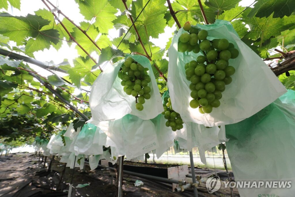 샤인머스캣 가격 급락