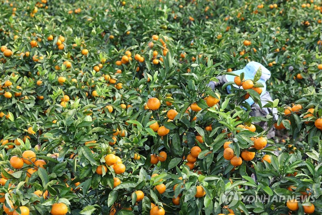 "밥줄 다 끊기게 생겼어요"…미국서 "공짜로" 들어온단 소식에 제주 '초비상' 2 만다린 관세 철폐