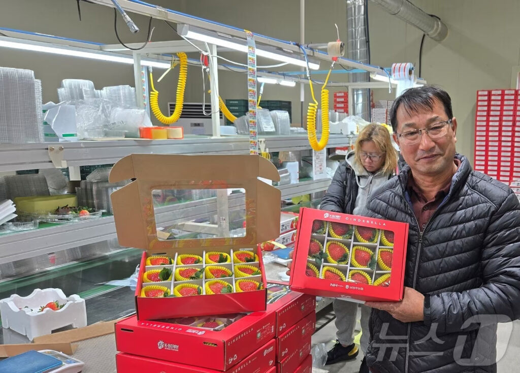 "한국 흙에서만 나온다"…7년 연구 끝 '대성공', 외국인들 난리 난 '이 한국산' 2 신품종 딸기 아리향
