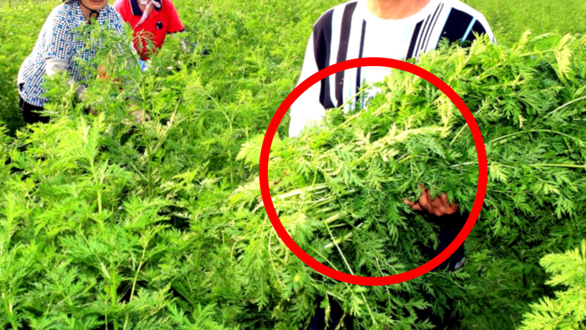 한국 항암 성분 잡초