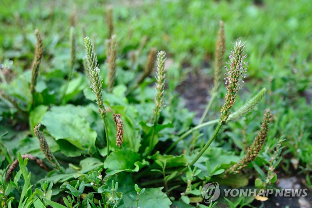"수백만 원짜리 항암제보다 낫다"...노벨상까지 받은 한국의 '길거리 잡초' 3 한국 항암 성분 잡초
