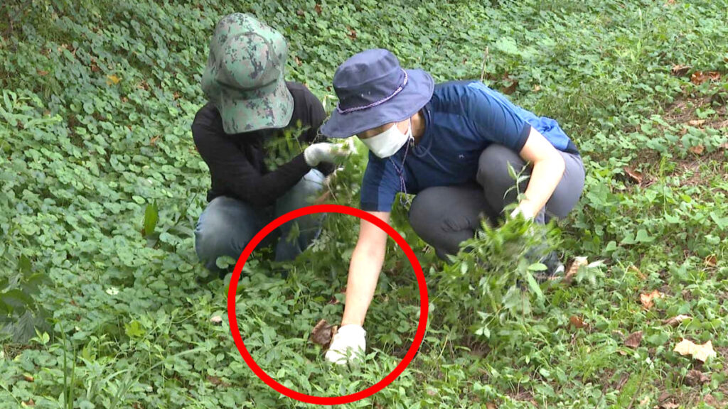 한국 잡초 까마중 효능