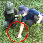 한국 잡초 까마중 효능