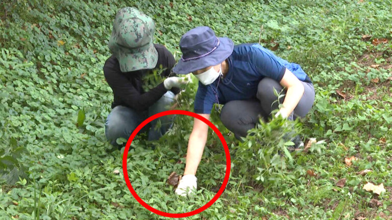 한국 잡초 까마중 효능