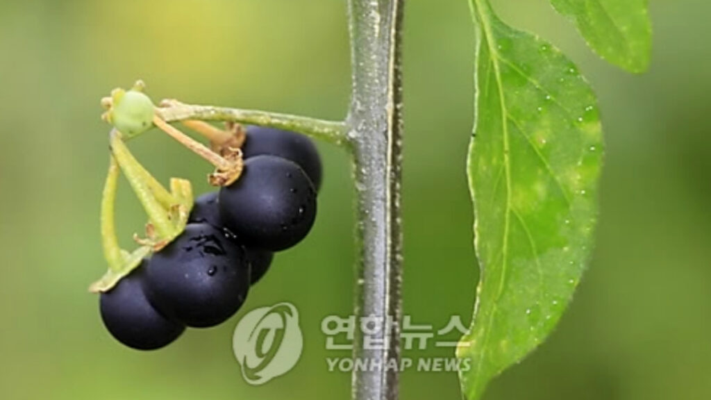한국 잡초 까마중 효능