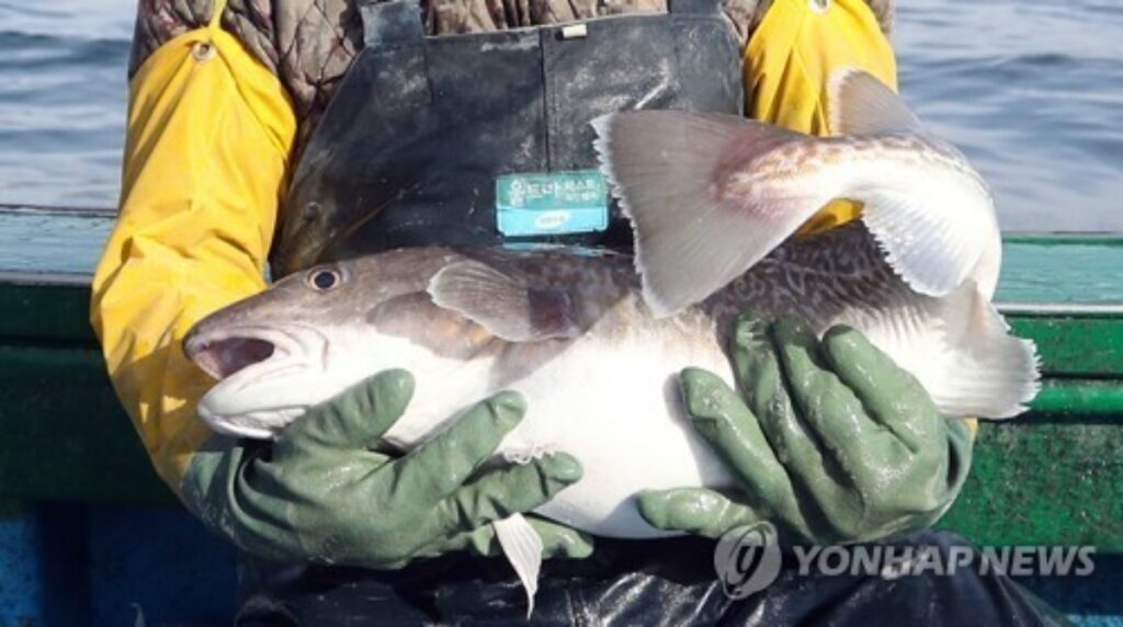 "배 터지게 먹겠네"...5년 만에 쏟아지더니, 어시장 분위기 확 달라졌다 2 대구