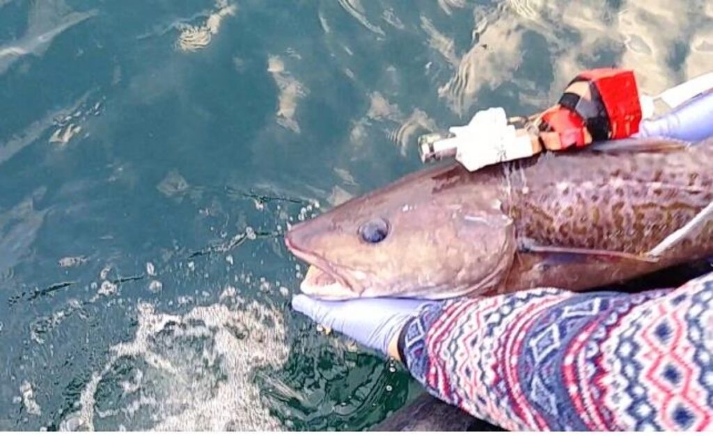 "배 터지게 먹겠네"...5년 만에 쏟아지더니, 어시장 분위기 확 달라졌다 4 대구