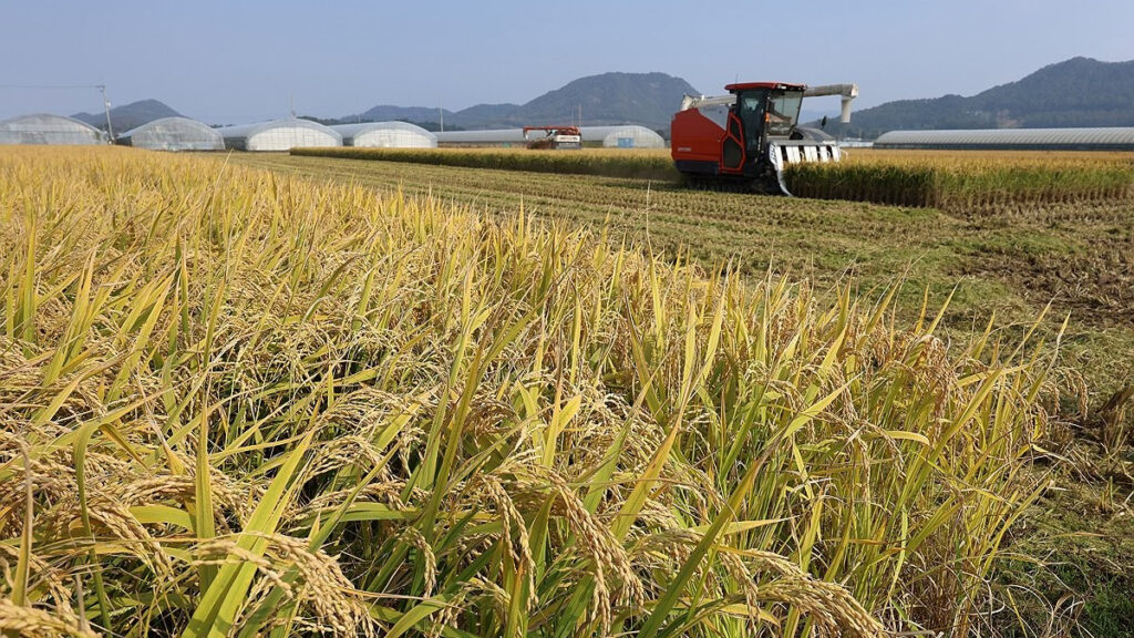 "쌀이 남아 돈다면서요"...정부만 믿었다가 소비자들 '화들짝' 4 쌀값 상승