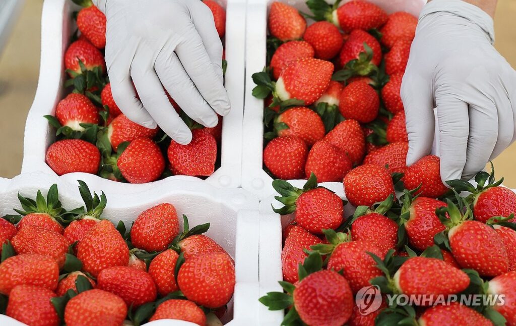 "뇌가 회춘을 한다고?", "이미 아프면 늦는다"…건강할 때 먹어야 효과 보는 '뇌 회춘' 푸드 2 뇌