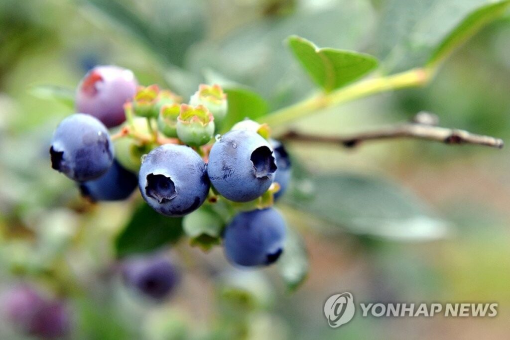 "뇌가 회춘을 한다고?", "이미 아프면 늦는다"…건강할 때 먹어야 효과 보는 '뇌 회춘' 푸드 4 뇌