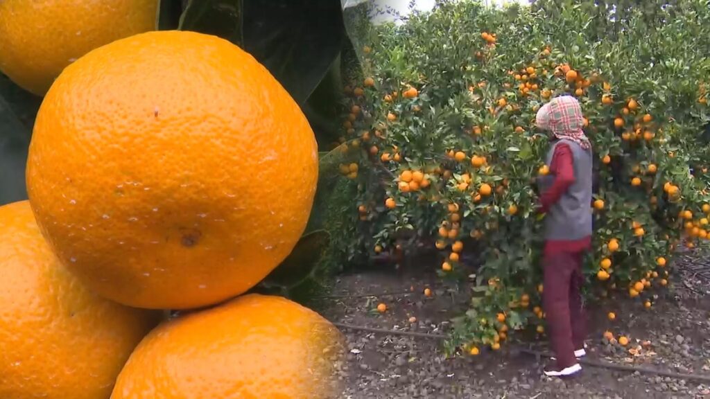 비닐하우스 온도 기름값