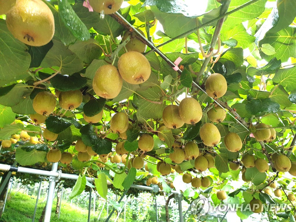 제주산 키위 수출 예고